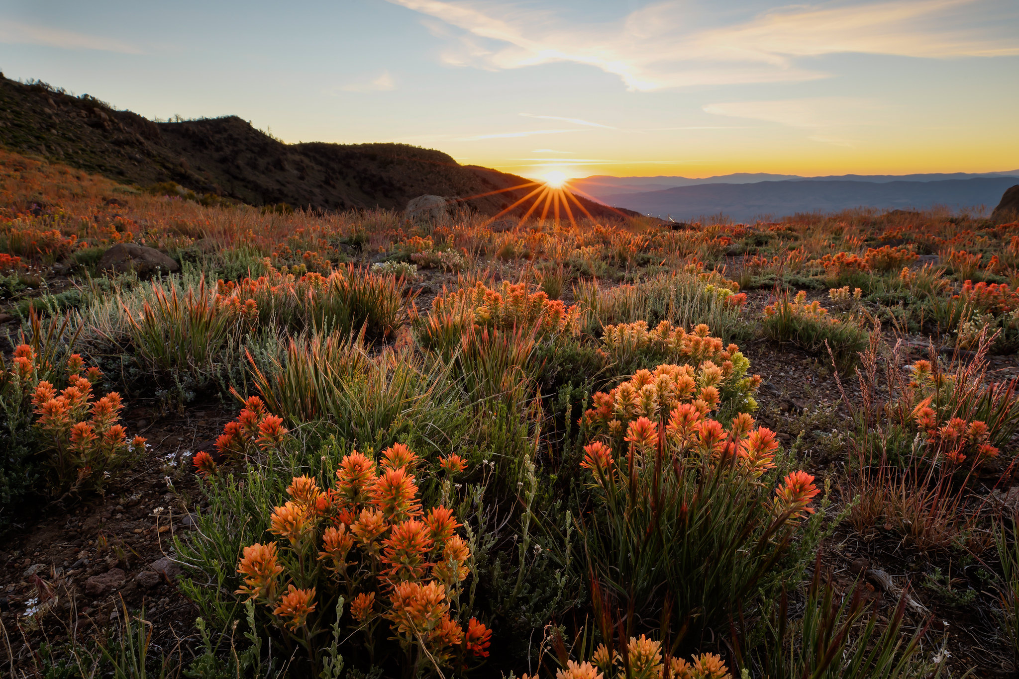 Wildflowers on mountainside. Sun setting in the distance