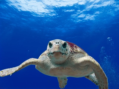 Loggerhead NOAA