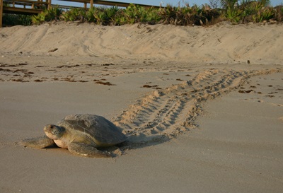 Green Sea Turtle