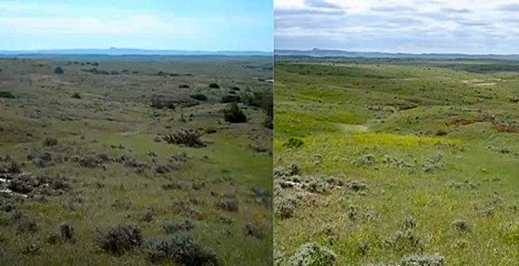 Two photos: One on the left showing rolling grassland with many tall dark green shrubs on it, and one on the right showing the grassland with those tall shrubs gone