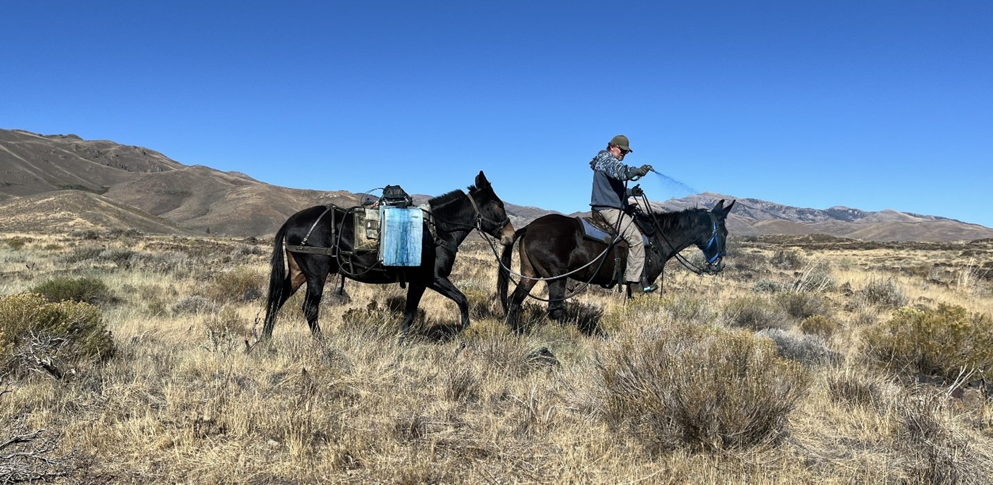 Two mules – one with a man riding, the other carrying containers – in a dry, tan, grassy setting