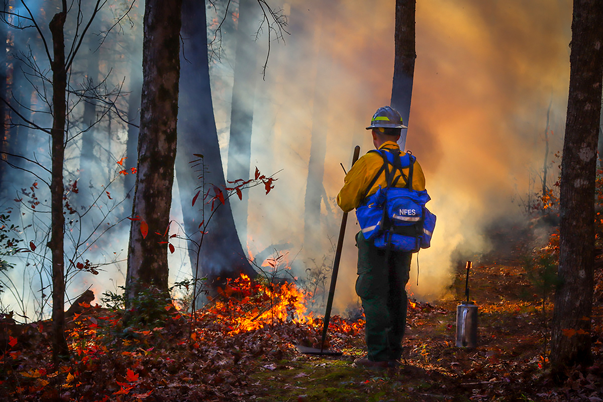 A firefighter monitors a prescribed fire, a low flame burning in dry leaves in a forest.