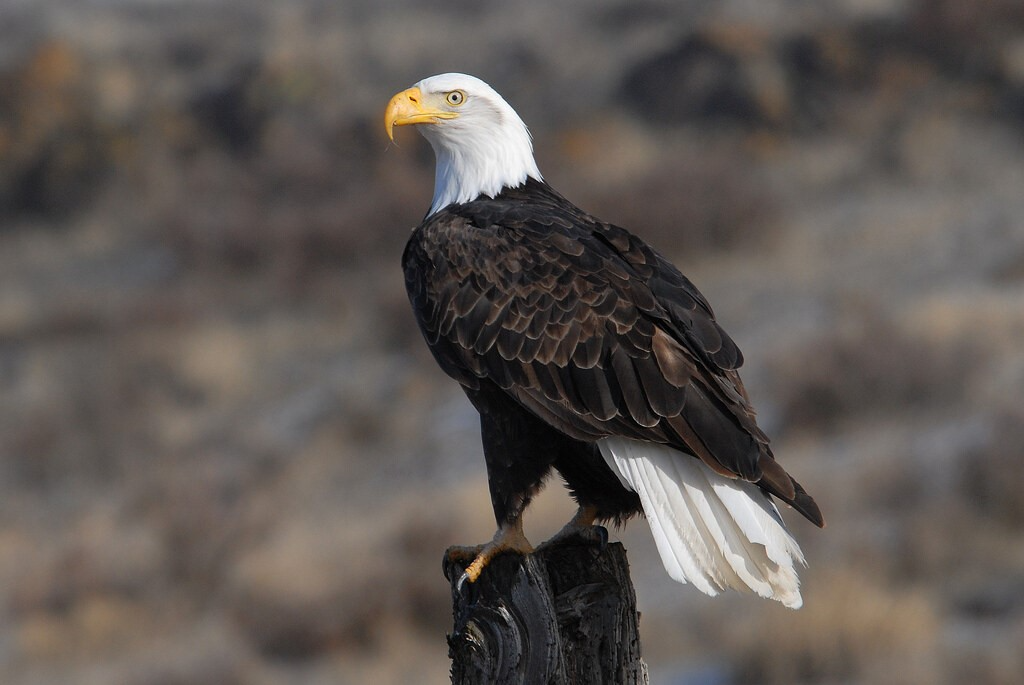 Large Bald Eagle perched on a wooden post.