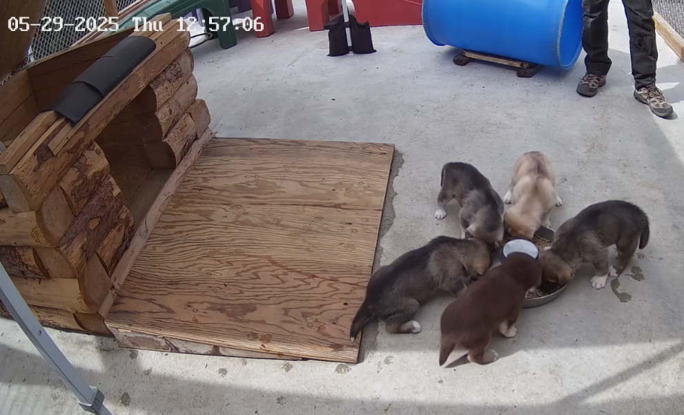 Sled Dog Puppies at Denali National Park and Preserve