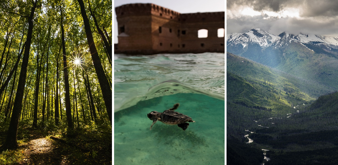 Sun shining through trees at Shenandoah, a small turtle at Dry Tortugas, and mountain vistas at Glacier National. 