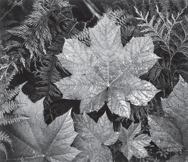 Black and white photograph by Ansel Adams showing a close-up of leaves