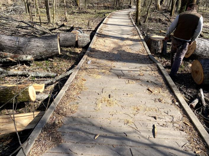 Wooden boardwalk covered in natural debris with cut down tree trunks on both sides.