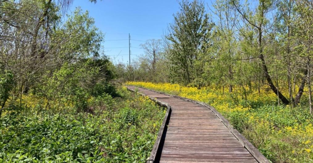 A wooden walkway meanders through a lush, green refuge