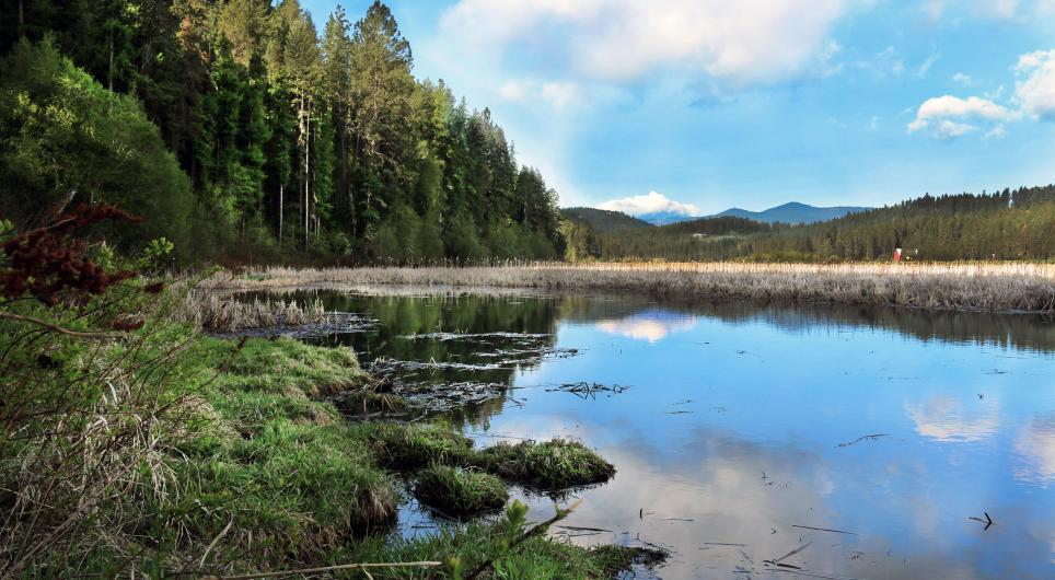 A forested wetland area