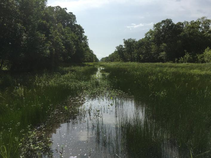 Green, forested wetland