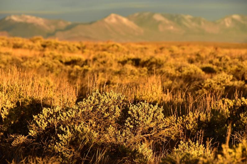 Closeup of golden brown and green sagebrush.