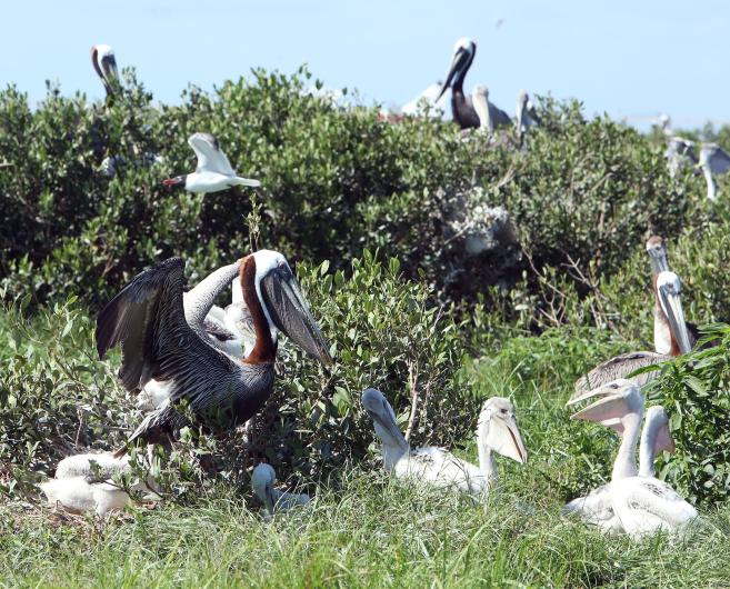 Brown pelicans nesting in mangroves on North Breton Island