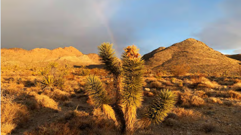 Mojave desert, valgold ore processing area after cleanup