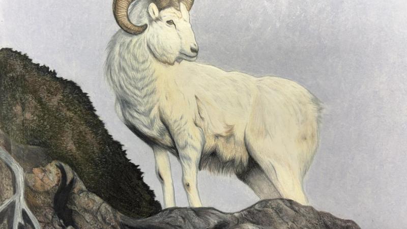 Color drawing of a Dall sheep ram