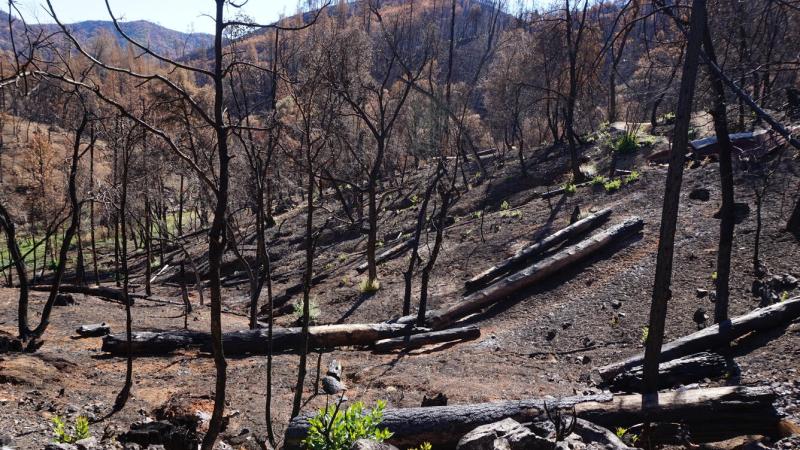 A recently burned area showing burned trees and blackened soil.