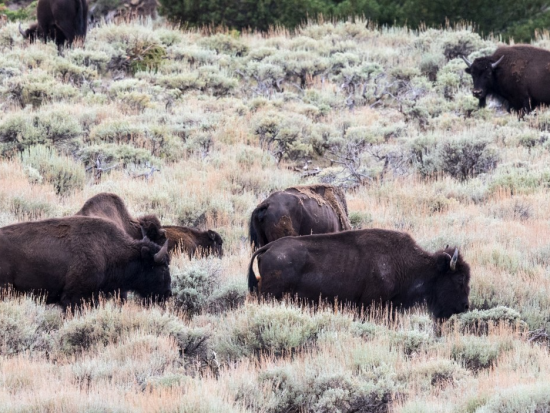 A herd of bison grazing on prairie grass.