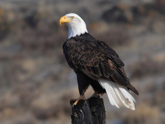 A bald eagle surveying its environment while perched on a stump of wood