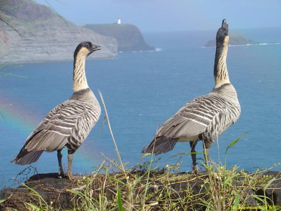 Two large black and gray birds stand on a rocky ledge overlooking the ocean.