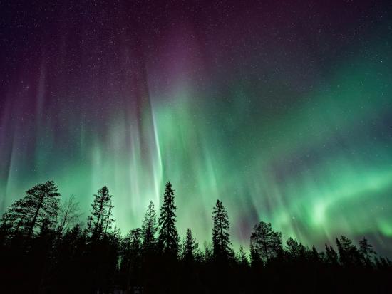 Aurora borealis in the forest