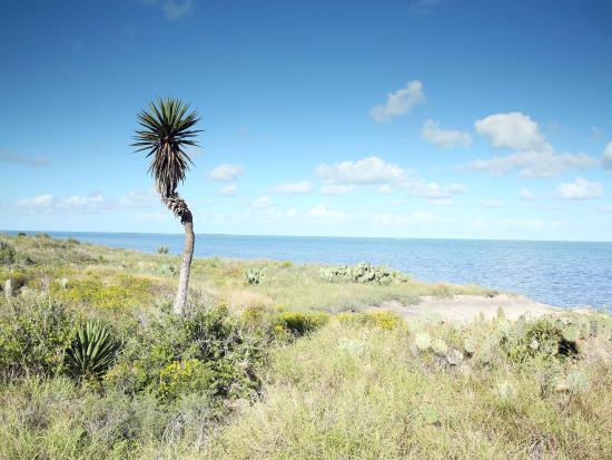 Palm near Laguna Madre
