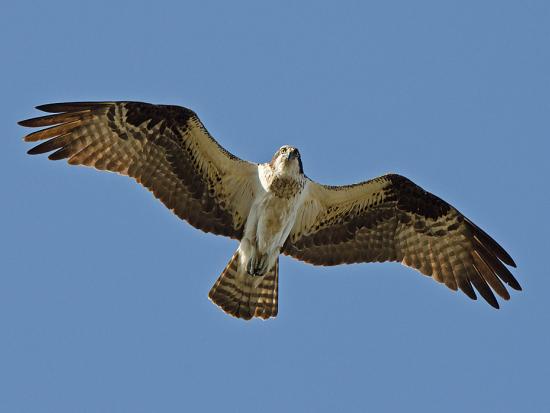 Flying osprey