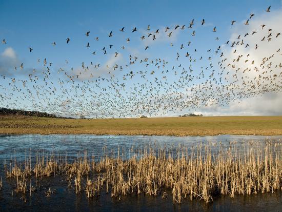 A flock of geese fly over marsh area. The sky is blue with billowing clouds. 