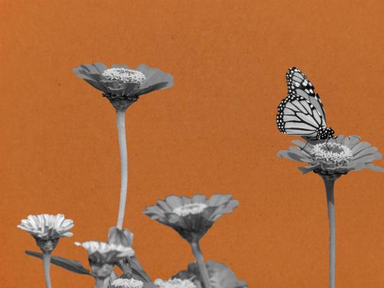 butterfly pollinating flowers on orange background