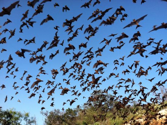 Many bats in flight.