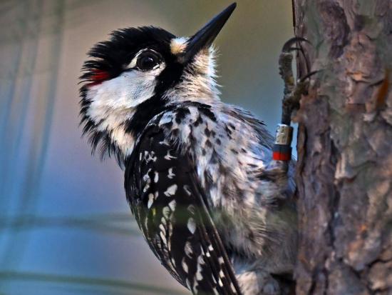 Woodpecker perched on tree. 