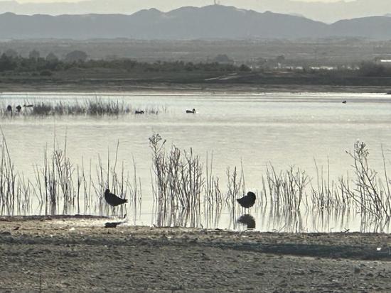 Two birds in water near mountain landscape