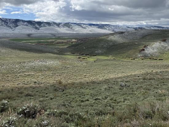 Rolling hills covered in silvery-green vegetation with mountains in the distance 