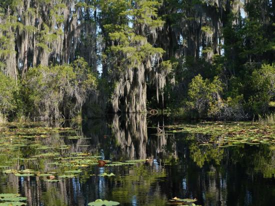 Wetland area with cypress trees.