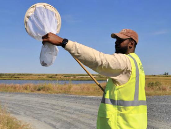 Scientist catches butterflies for research. 