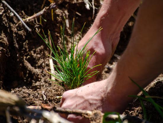 Hands in Plants