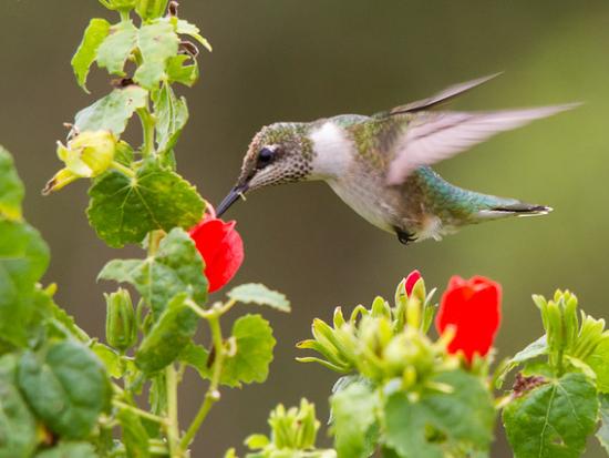 Picture of a ruby-throated hummingbird hovering above a red flower.