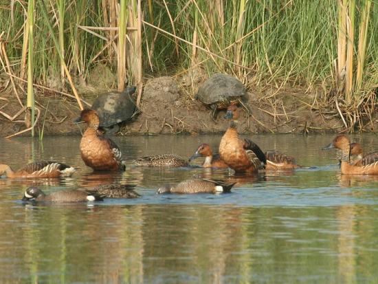 A group of whistling ducks in a pond