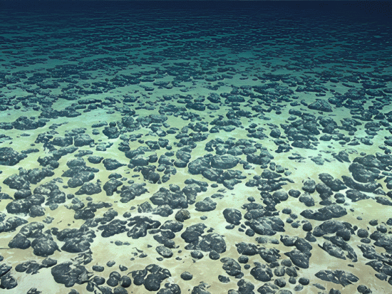 Underwater view of manganese nodules covering the seafloor.