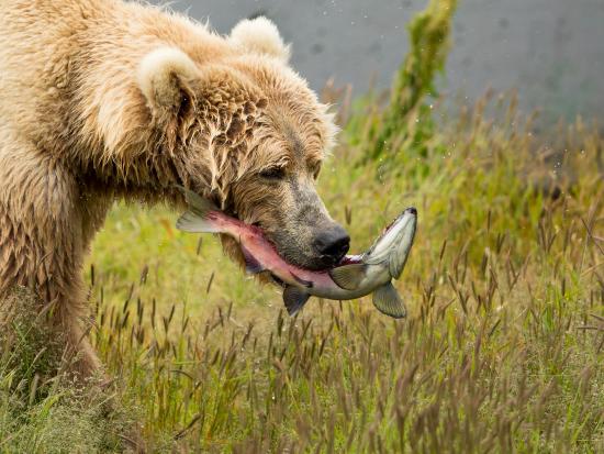 bear with salmon
