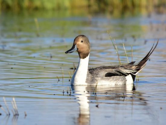 A duck floating in a body of water. 