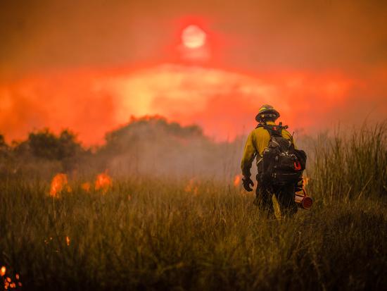 A wildland firefighter wearing a pack and holding a drip torch, walks away from the camera through knee-deep grass. Flames glow in small patches around him. In a hazy sky, a red sun lowers toward the trees on the horizon.