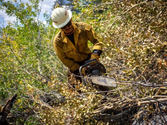 A wildland firefighter holds a chainsaw above a jumble of fallen branches with browning leaves. Behind him is dense green foliage and another firefighter at work.