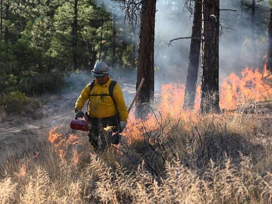 Firefighter in yellow gear conducting controlled burn in forested area with flames and smoke.