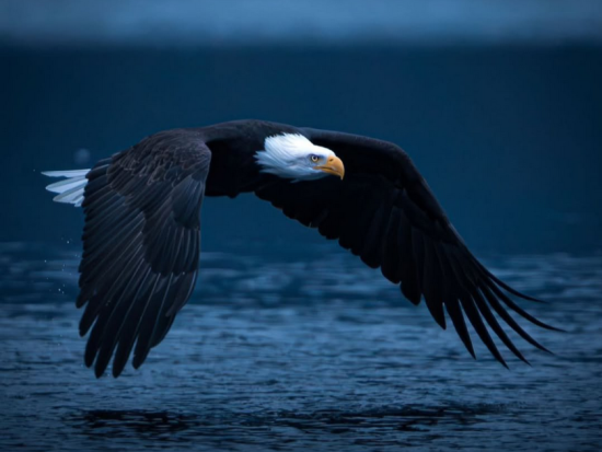 Bald Eagle Over Water