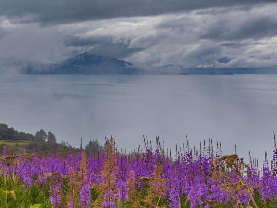 Alaska landscape with water and flowers