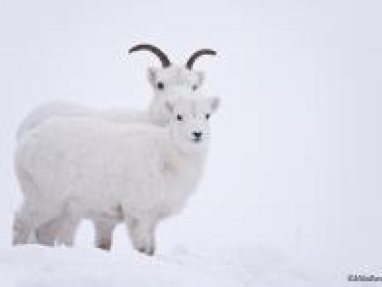 Closeup of two dall sheep in snow