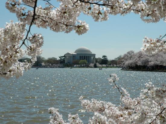 Thomas Jefferson Memorial framed by cherry blossoms