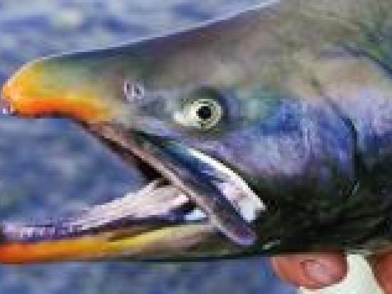 Closeup of the head of a male dolly varden fish as it surfaces from water