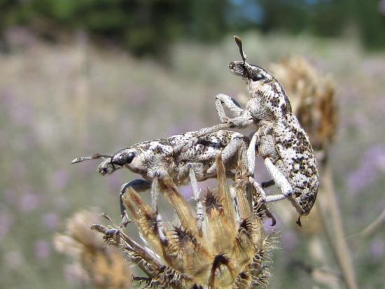 Two weevils acting as biocontrol for a plant pest.