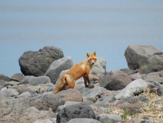 A red fox standing on large rocks looks at the camera