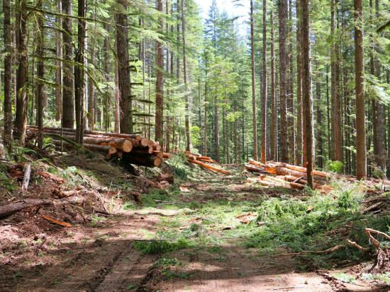 dirt road through a forest, with cut trees on either side of the road